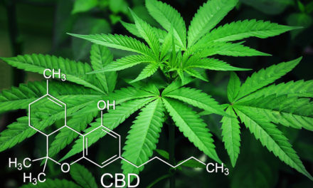 CBD Öl – eine gesunde Heilkraft aus der Natur