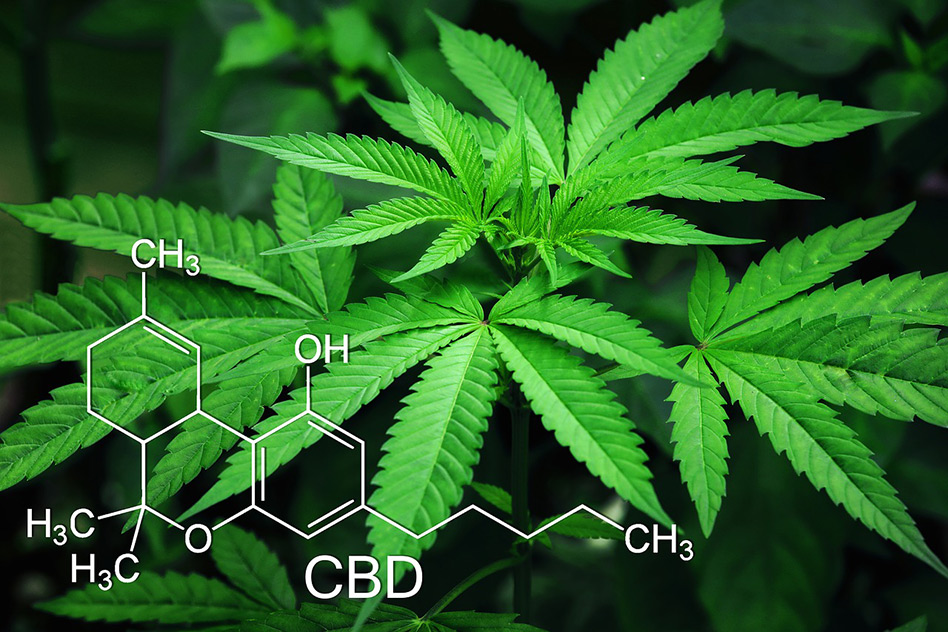 CBD Öl – eine gesunde Heilkraft aus der Natur