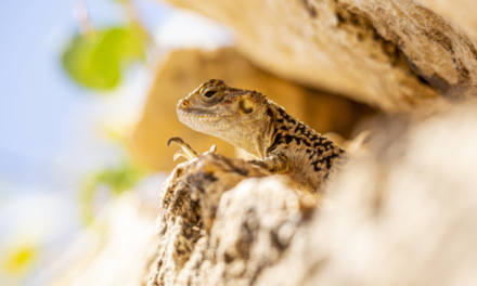 Infrarot Thermometer für Reptilien – die einfache Lösung