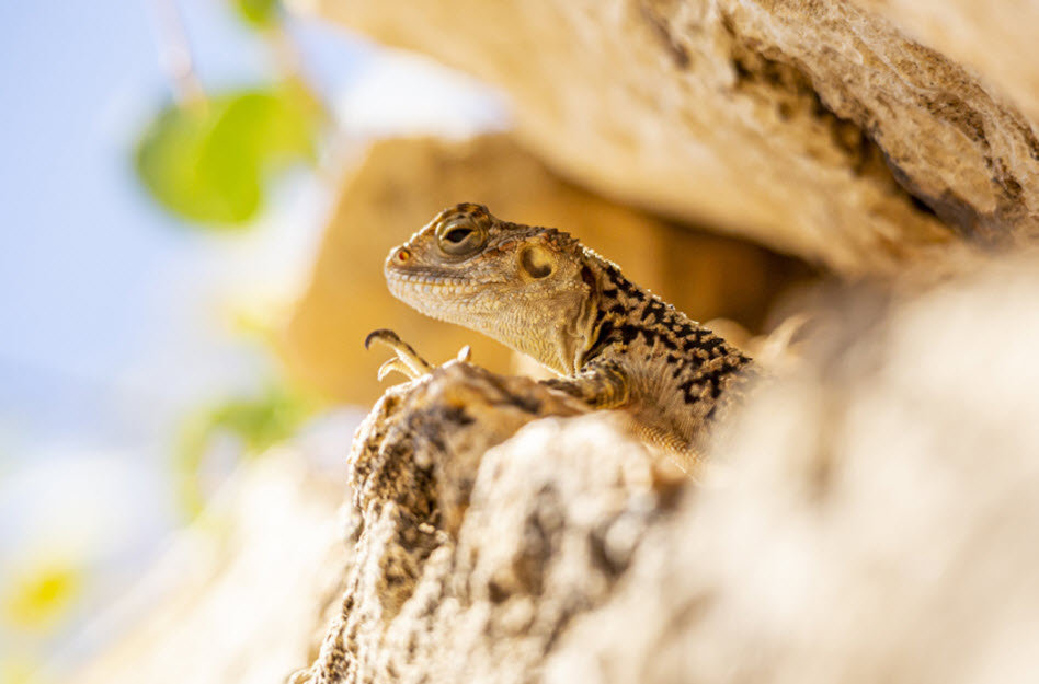 Infrarot Thermometer für Reptilien – die einfache Lösung