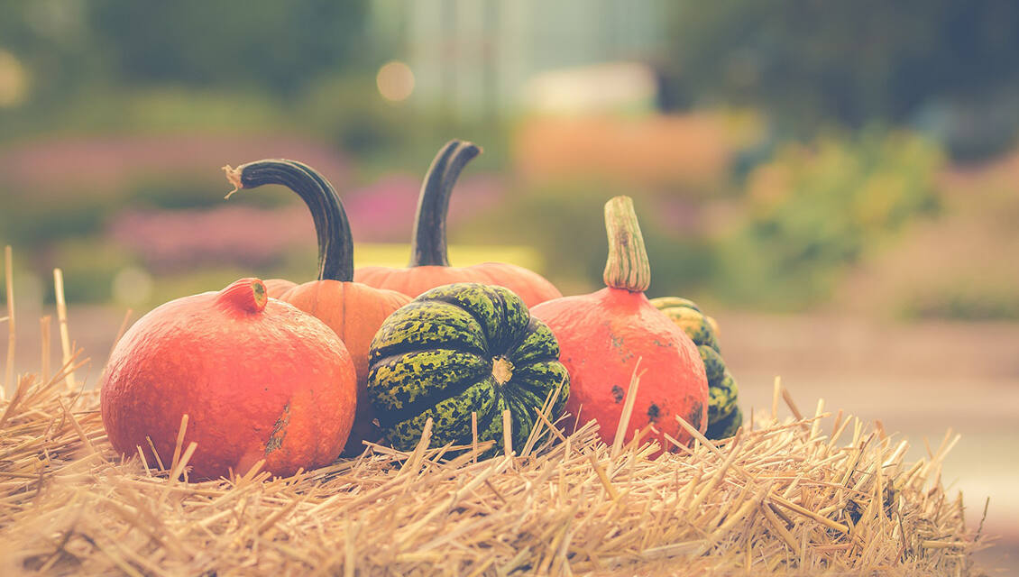 Kürbisse – die köstlichen Begleiter durch den Herbst