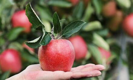 Obstbäume bereichern jeden Garten