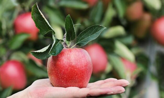 Obstbäume bereichern jeden Garten