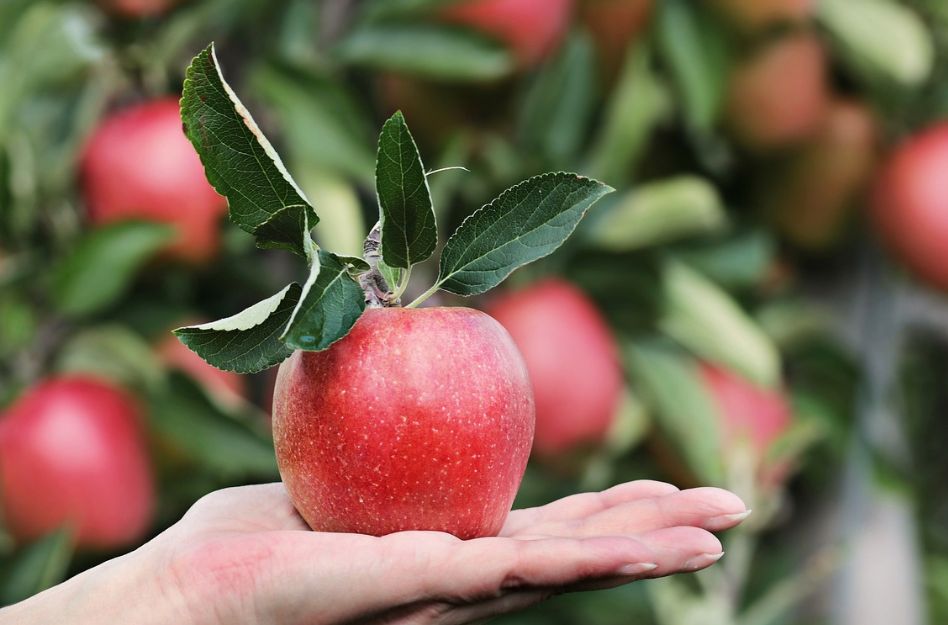 Obstbäume bereichern jeden Garten