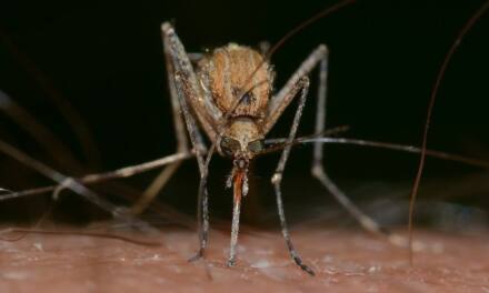 Pfefferminzöl gegen Mücken – mit ätherischen Ölen gegen die Plagegeister