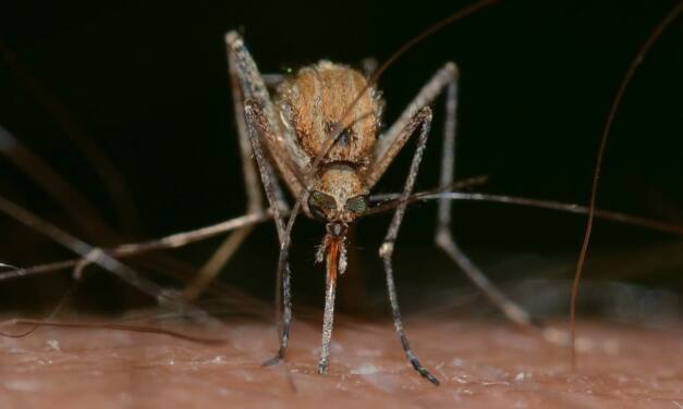Pfefferminzöl gegen Mücken – mit ätherischen Ölen gegen die Plagegeister