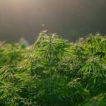 Cannabis Samen: Wie sie Ihre Ernährung und Gesundheit verbessern können