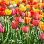 Mit Frühjahrsblühern in einen blühenden Frühling starten