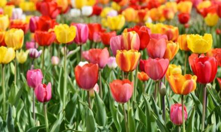 Mit Frühjahrsblühern in einen blühenden Frühling starten