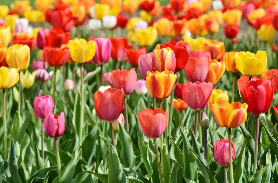 Mit Frühjahrsblühern in einen blühenden Frühling starten